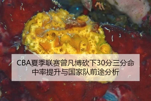 xia-ji-lian-sai-ceng-fan-bo-kan-xia-fen-san-fen-ming-zhong-lv-ti-sheng-yu-guo-jia-dui-qian-tu-fen-xi-2-908.jpg